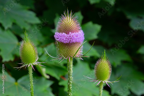 Fotografie Close up of flowers of a wild teasel, also called Dipsacus fullonum or wilde kar