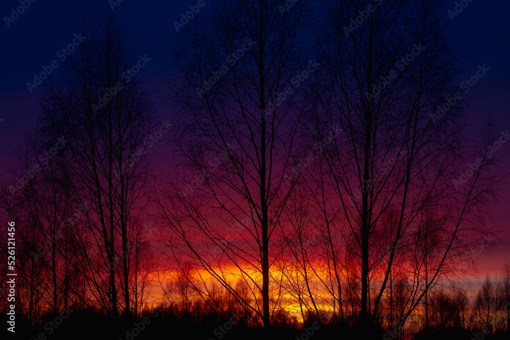 Contrasting blue and red sunset and silhouettes of birch trees against the sky