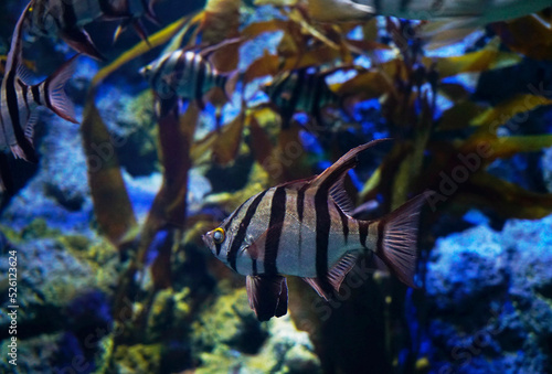 Enoplosus armatus aka old wife fishes swimming in aquarium tank photo