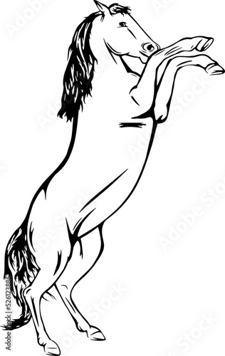 Horse rearing up, black outline vector illustrations design 