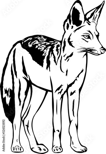Jackal standing, outline vector illustrations design 