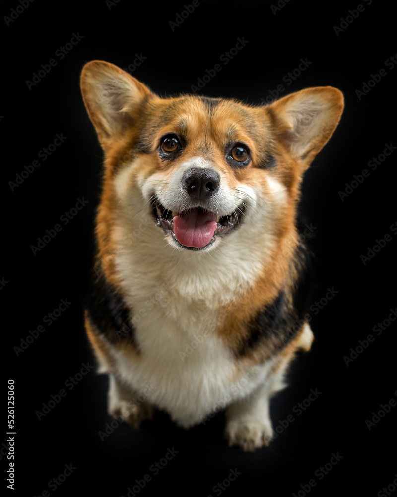 cute Welsh Corgi on a black background looking at the camera