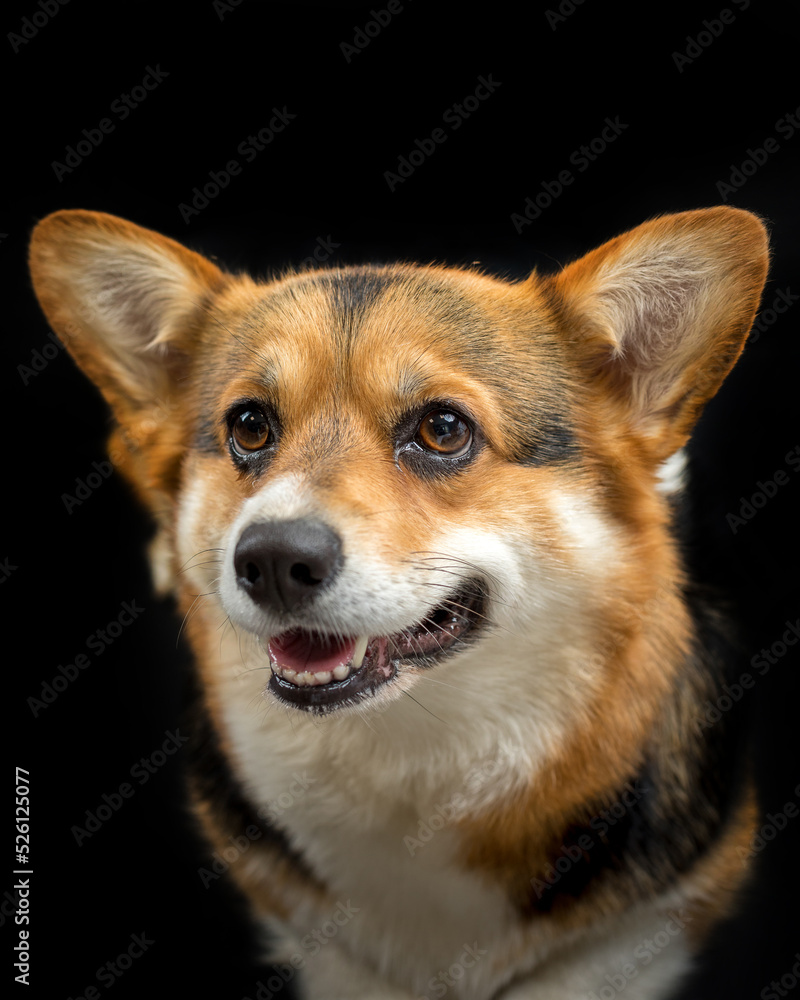 cute Welsh Corgi on a black background looking at the camera cute Welsh Corgi on a black background looking at the camera