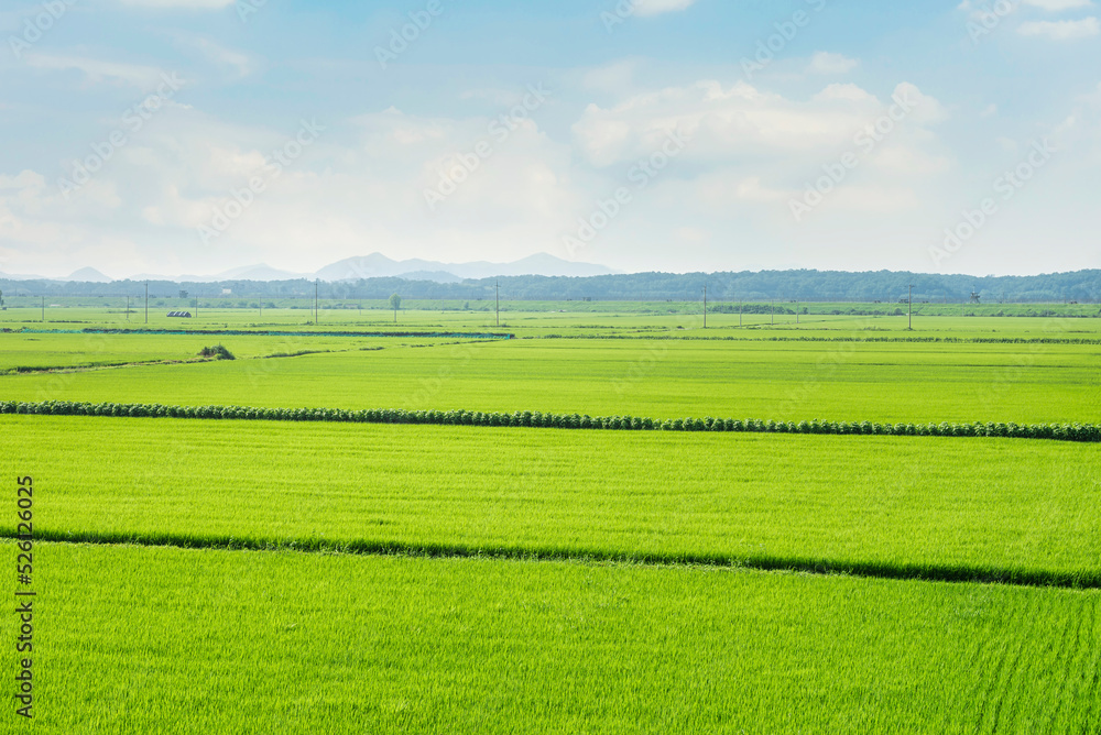 a field of rice-filled Asia