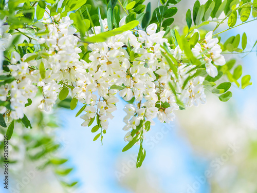 Fotografie acacia flower
