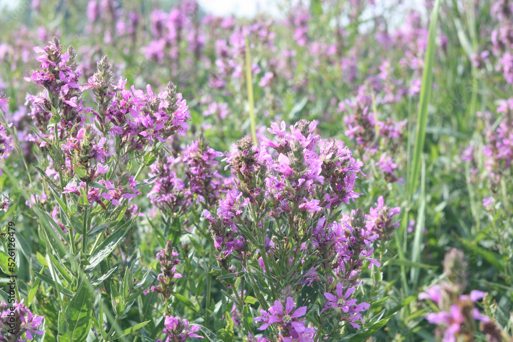 Closeup of purple lavender flowers. Selective focus