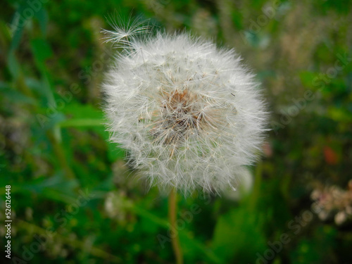 Bud of a dandelion.