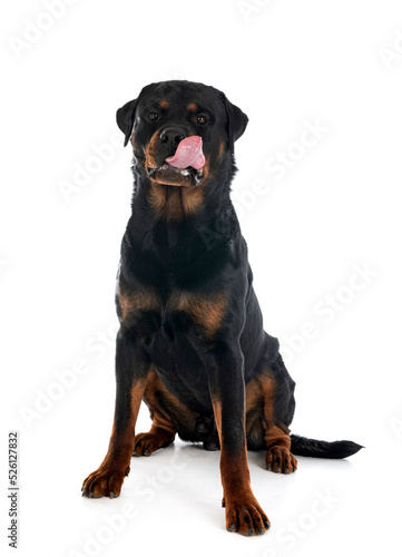 rottweiler in studio