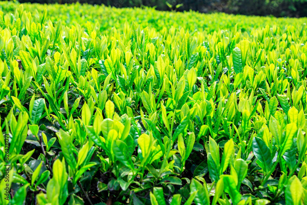 Green tea farm. Green tea farm.