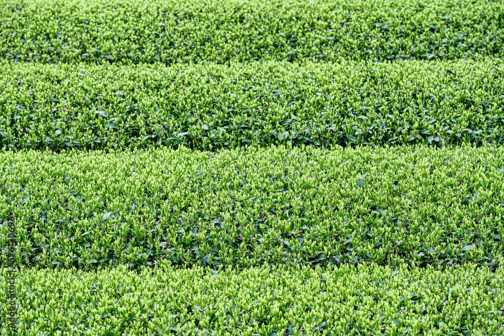 green tea fields with new shoots green tea fields with new shoots