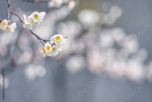 the japanese apricot flowers 