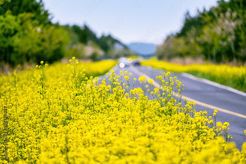 대한민국 제주도 녹산로 유채꽃밭 도로 Stock-Foto | Adobe Stock