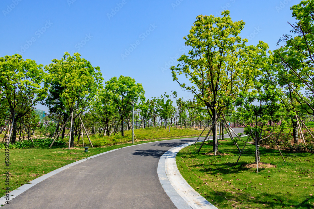 road in the forest