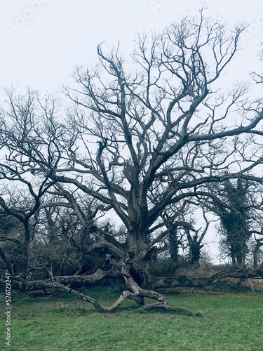 Фотография Beautiful Old King Oak, a tree in Charleville Castle, Tullamore in Ireland, from the ancient oak forests