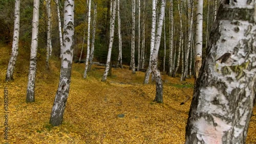 Birch Grove in the Autumn