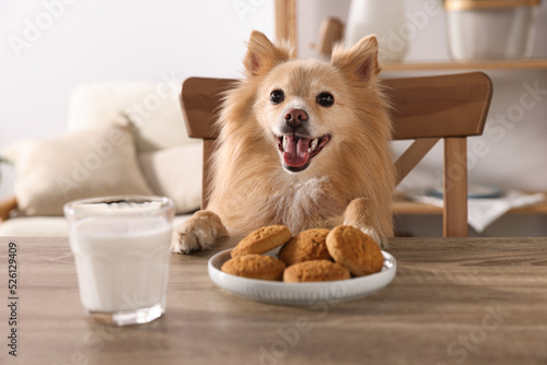 Canvastavla Cute Pomeranian spitz dog at table with cookies and milk indoors