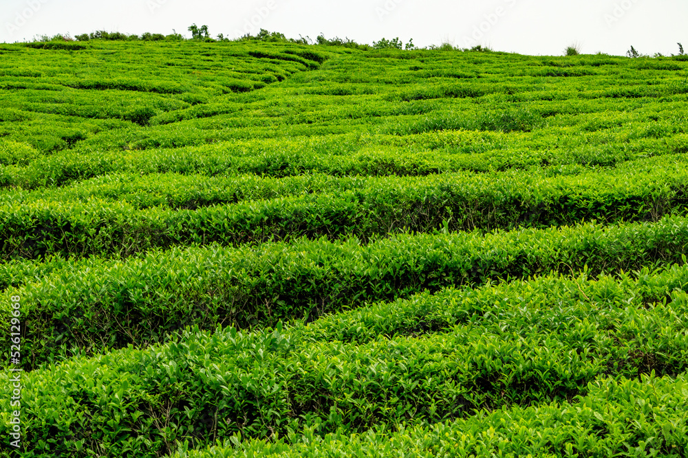 Tea tree. Tea tree.
