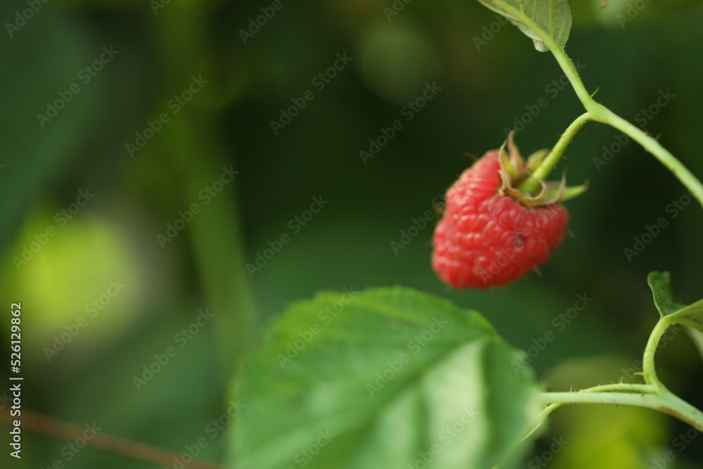 Raspberry bush with tasty ripe berry in garden, closeup Raspberry bush with tasty ripe berry in garden, closeup