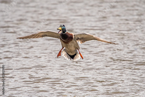 mallard landing on pond