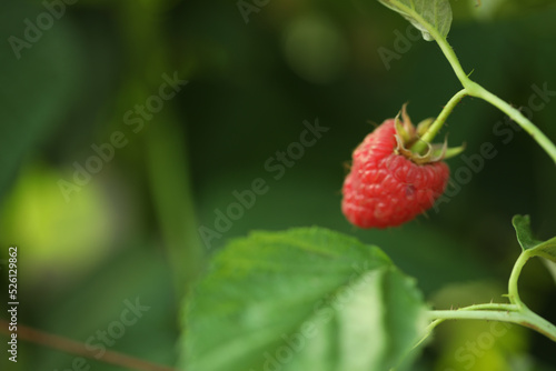Raspberry bush with tasty ripe berry in garden, closeup