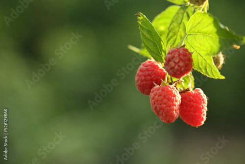 Raspberry bush with tasty ripe berries in garden, closeup