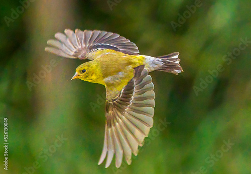 gold finch flying © jamie