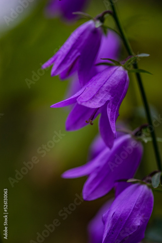 Close up of Bluebell flowers