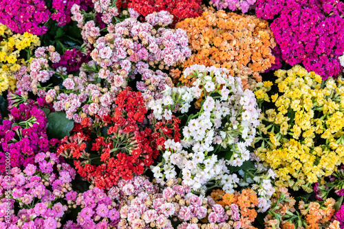 Background of multicolored Kalanchoe flowers © Photozi