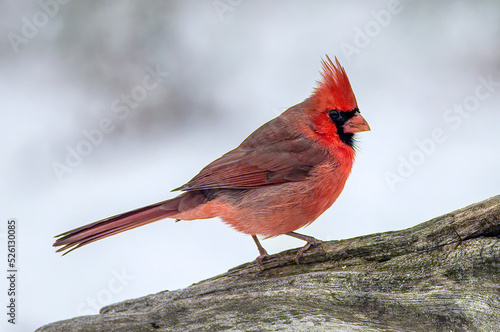 Canvas Print cardinal on a branch