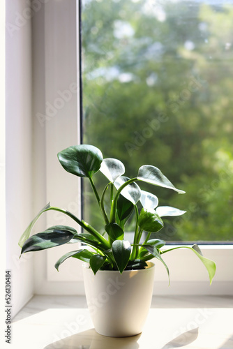 Beautiful houseplant with green leaves in pot on white window sill indoors