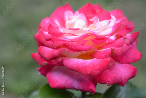 Beautiful pink rose flower blooming outdoors, closeup
