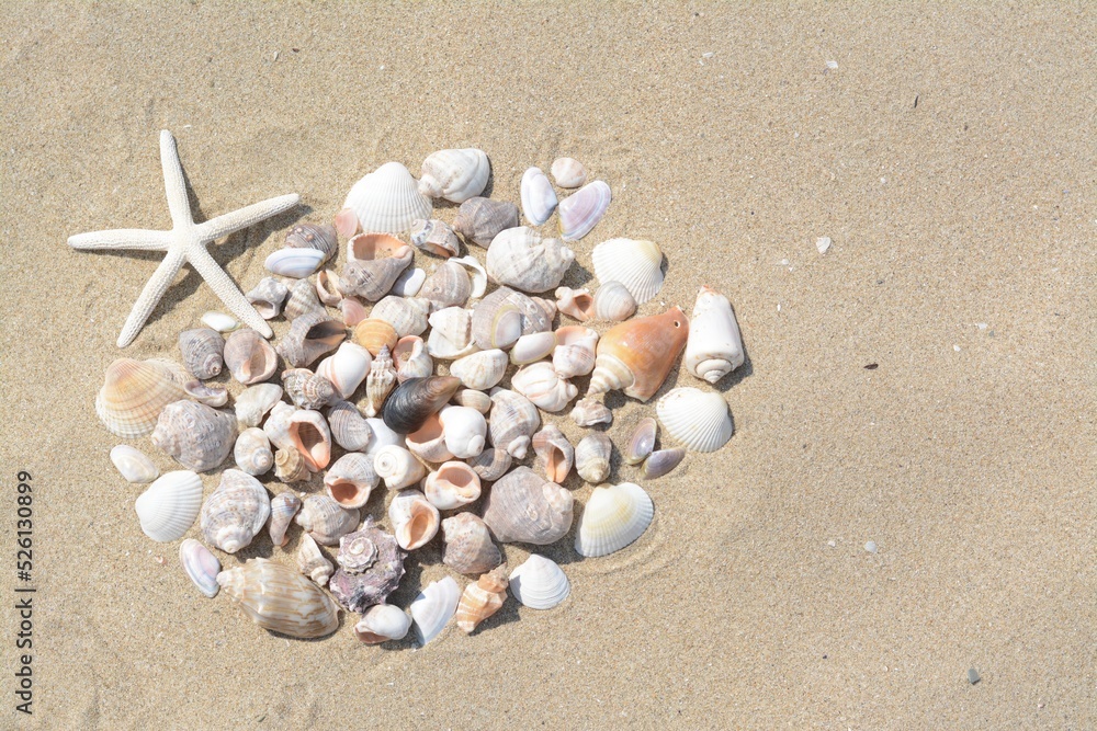 Beautiful starfish and sea shells on sandy beach, flat lay. Space for text Beautiful starfish and sea shells on sandy beach, flat lay. Space for text