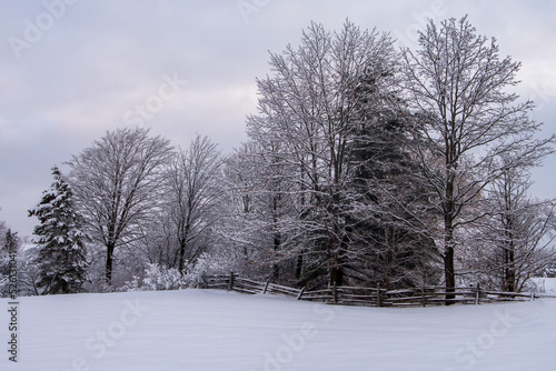 trees in winter