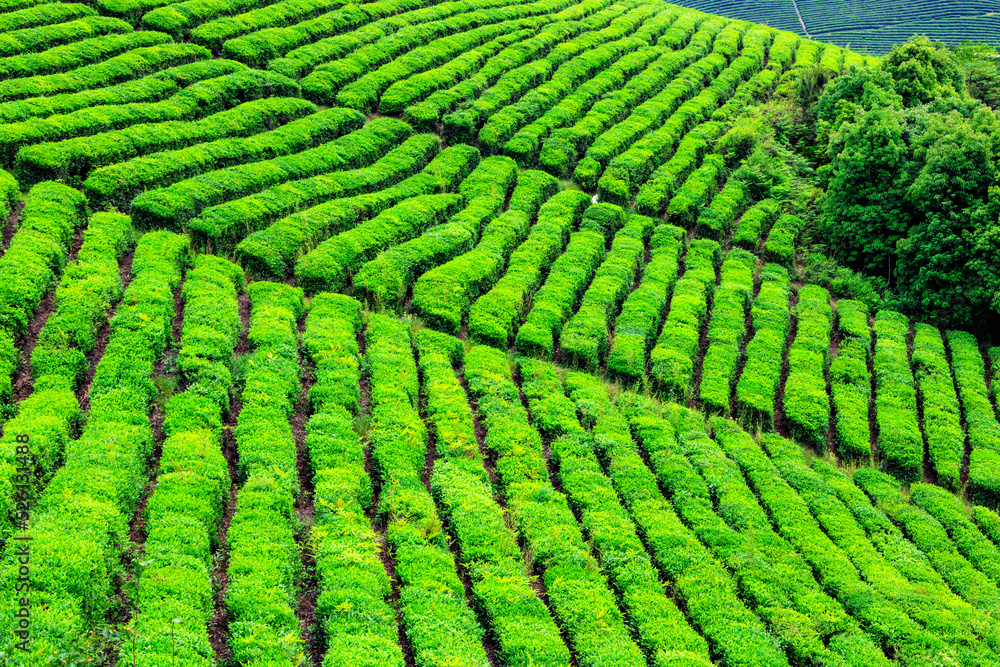 green, tea, green, tea,