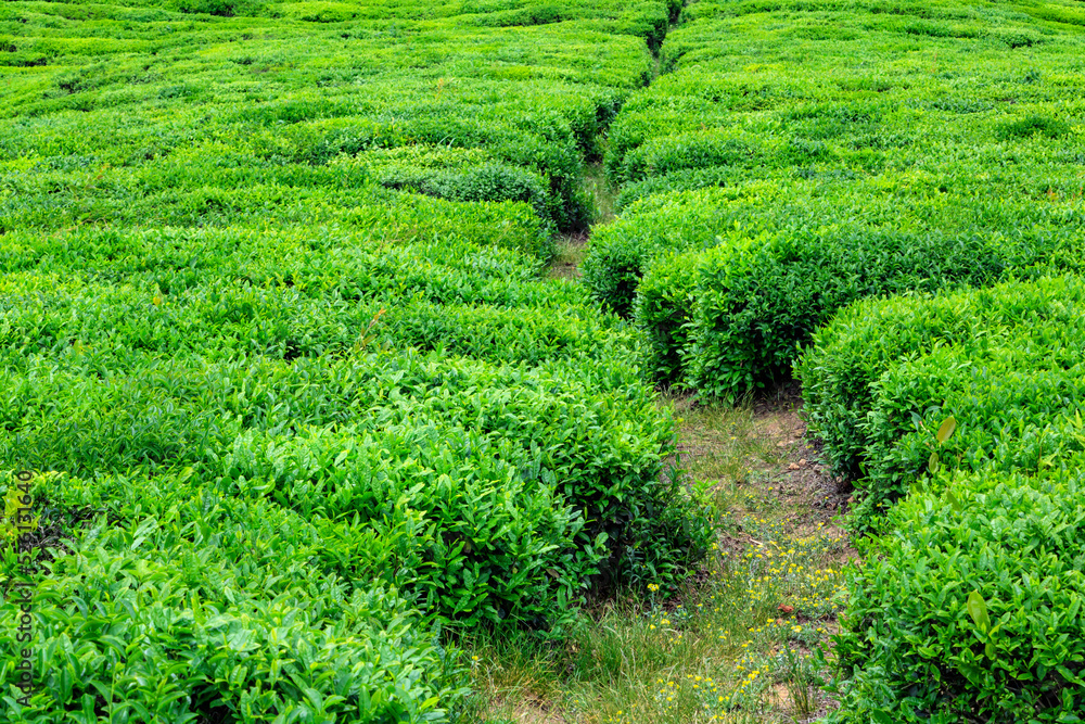green, tea, green, tea,