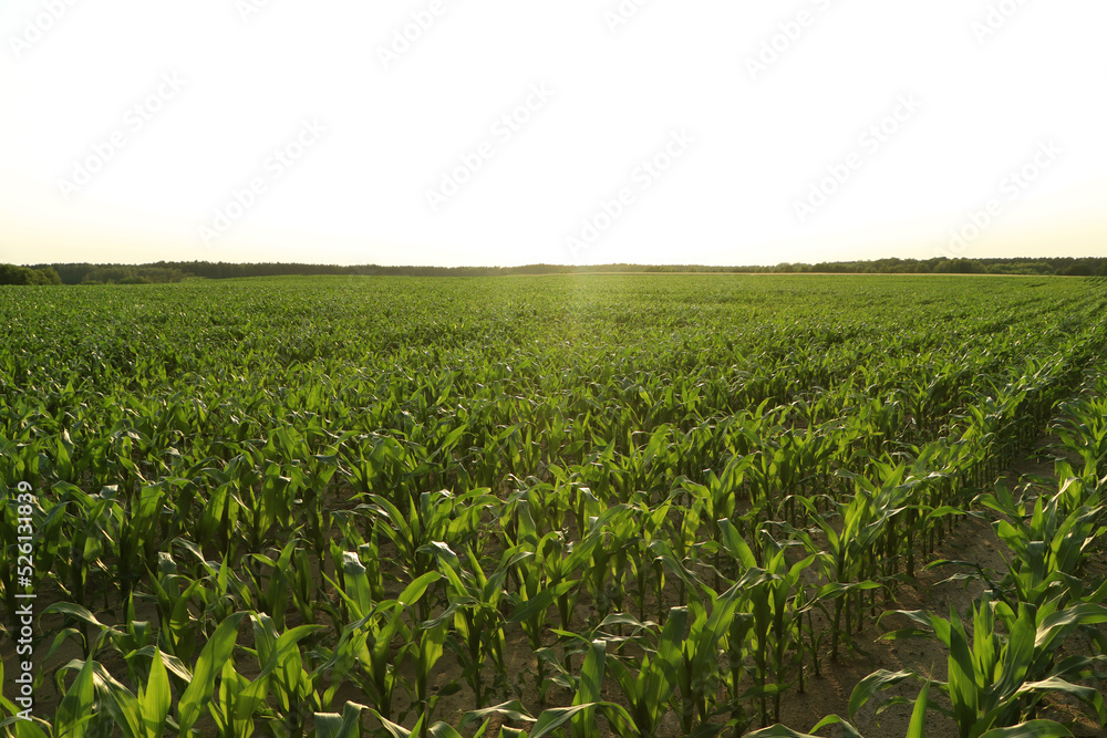 Beautiful agricultural field with green corn plants on sunny day