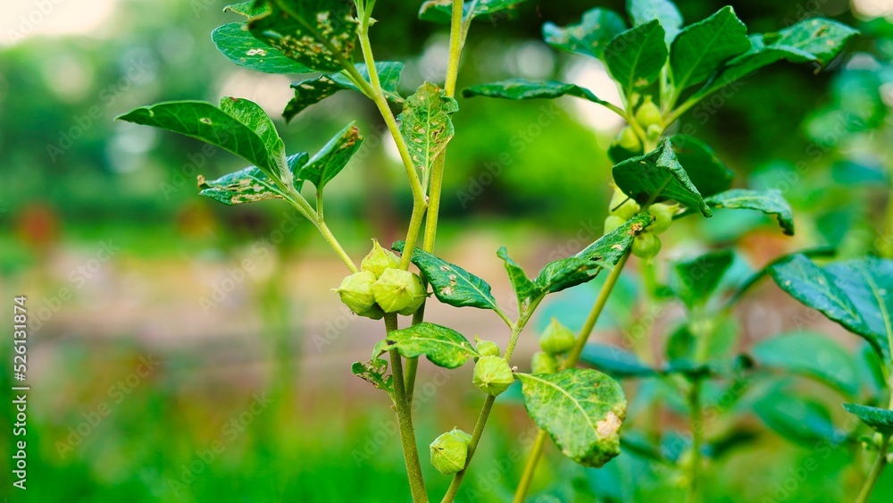 Fototapeta premium Ashwagandha known as Withania somnifera plant growing. Indian powerful herbs, poison gooseberry, or winter cherry. Ashwagandha herb benefits for weight loss, healthcare and reduce stress