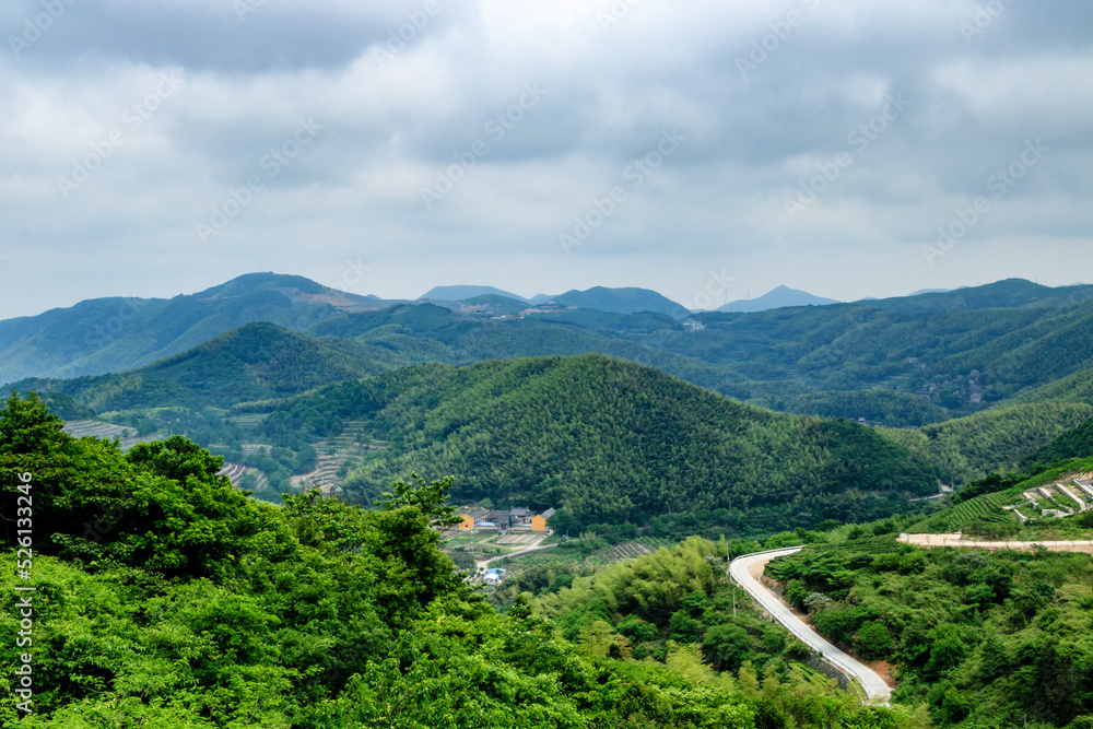 Bamboo forest scenery.