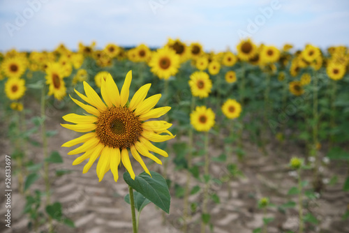 Sunflower in the field  landscape of sunflowers