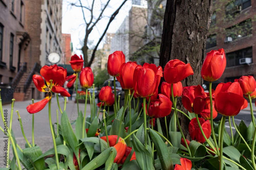 Obraz premium Red Tulips along the Sidewalk in Greenwich Village of New York City during Spring