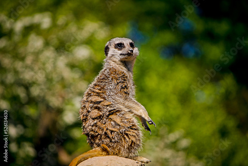 A meerkat sitting atop a rock looking forward.