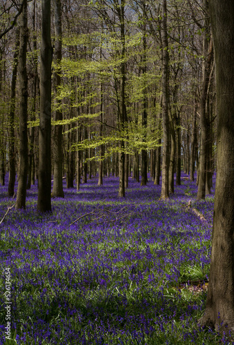 A carpet of Bluebells in bloom in an English woodland.