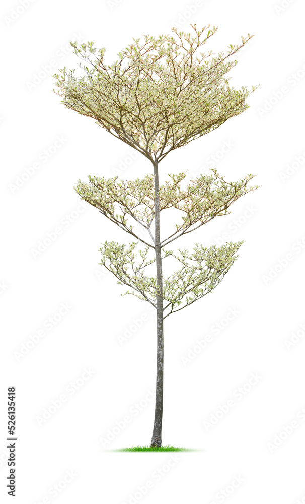 Obraz premium Tree on white background. PNG file.