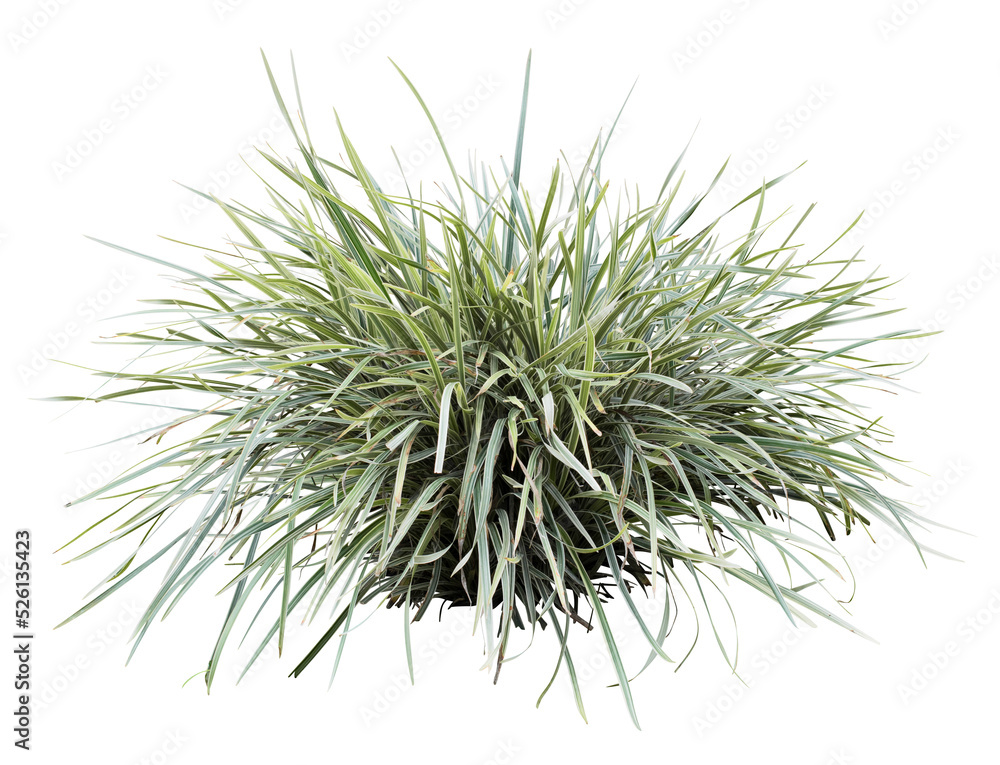 Variegata grass isolated on white background. PNG file. Variegata grass isolated on white background. PNG file.