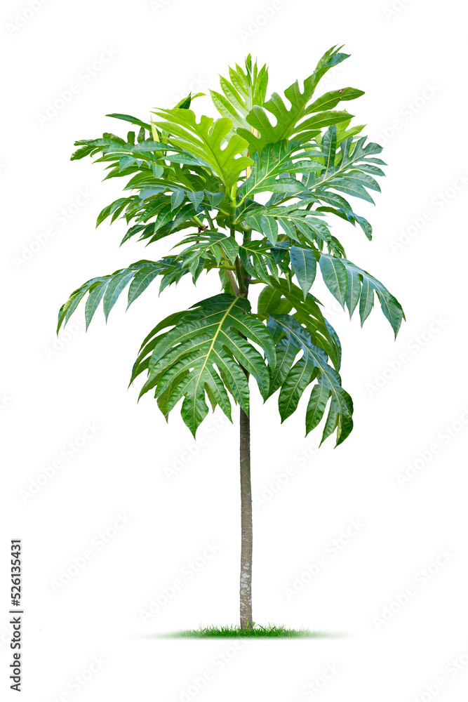 Fototapeta premium Young plant. PNG file.
