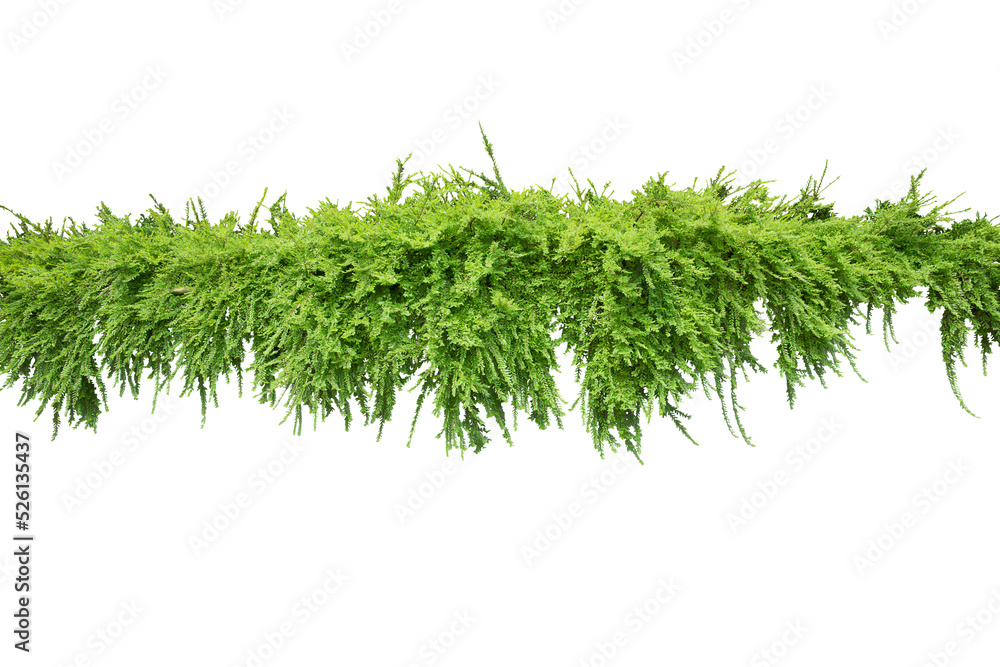 Fototapeta premium Shrub. PNG file.