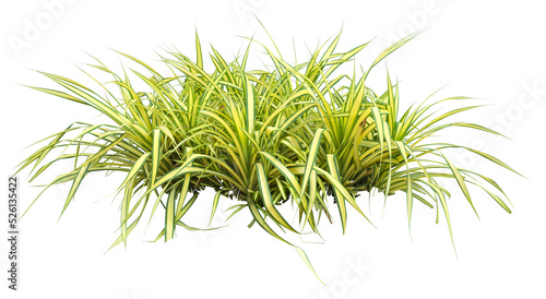 Variegata grass. PNG masked background. 