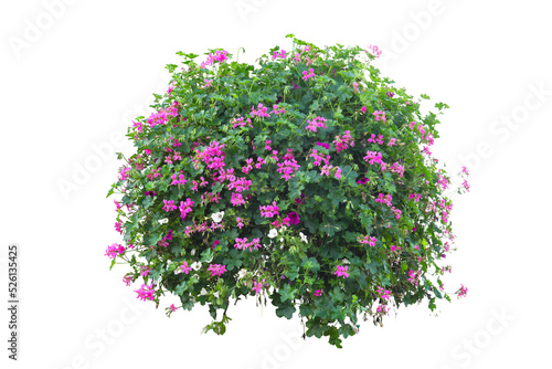 Fototapeta Naklejka Na Ścianę i Meble -  Colorful flower bush isolated oh white background. PNG masked background.
