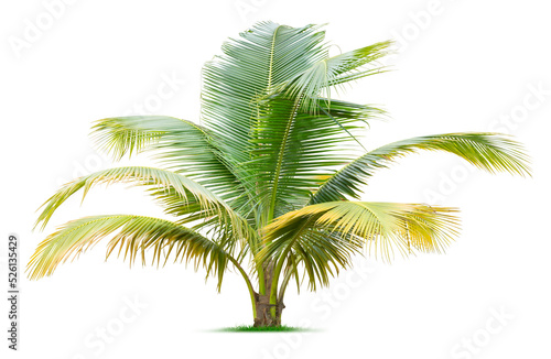 Young palm tree photo