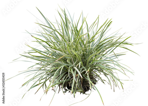Variegata grass isolated on white background. PNG file.